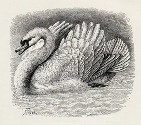 Schwan vertreibt einen Eindringling, aus Charles Darwins 